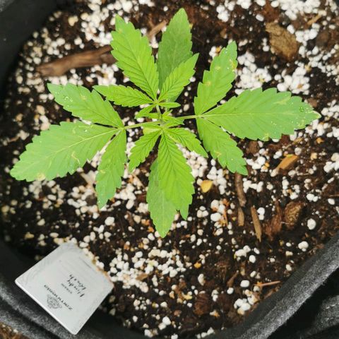 Auto Hindu Kush growlog timeline photo
