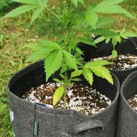 Stress Killer Automatic growlog timeline photo