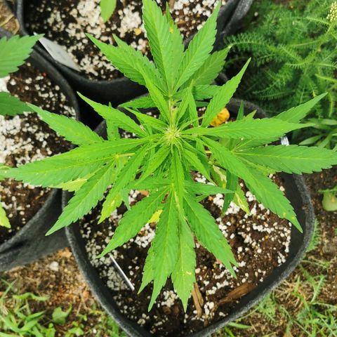 Auto Acid growlog timeline photo