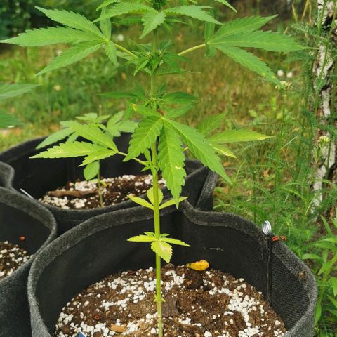Auto Acid growlog timeline photo