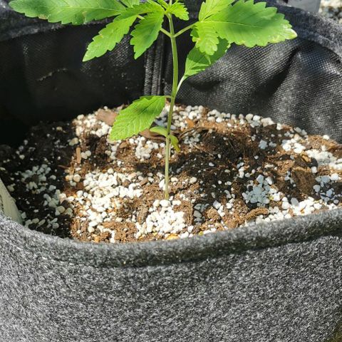 Auto Hindu Kush growlog timeline photo