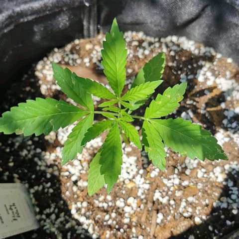 Auto Hindu Kush growlog timeline photo