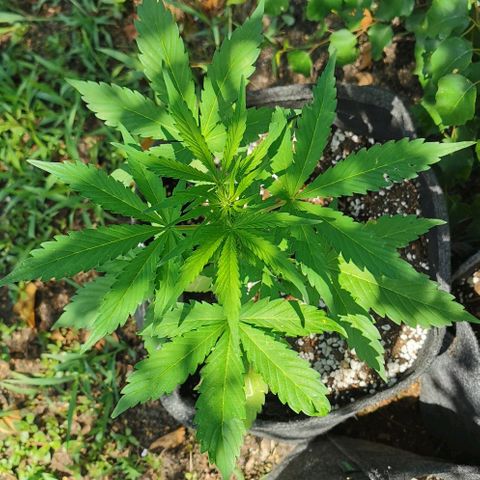 Stress Killer Automatic growlog timeline photo