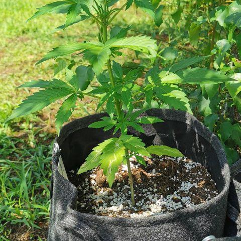 Stress Killer Automatic growlog timeline photo