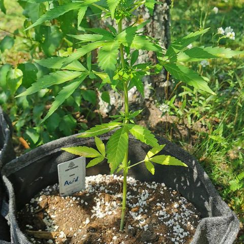 Auto Acid growlog timeline photo
