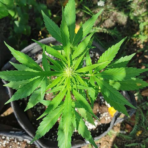 Auto Acid growlog timeline photo
