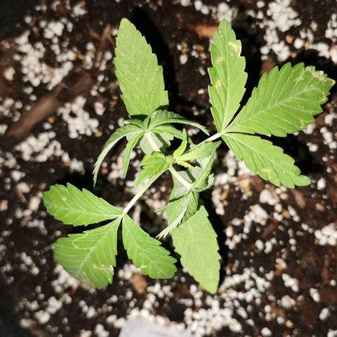 Auto Hindu Kush growlog timeline photo