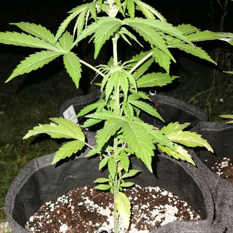 Stress Killer Automatic growlog timeline photo