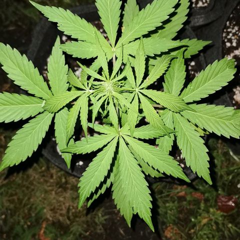 Stress Killer Automatic growlog timeline photo