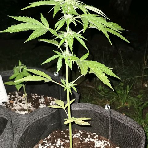 Auto Acid growlog timeline photo