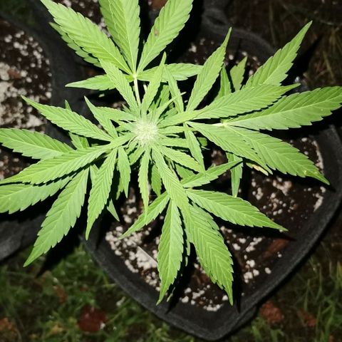 Auto Acid growlog timeline photo