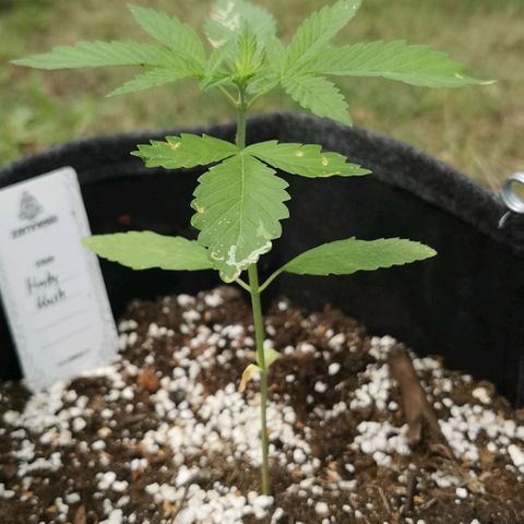Auto Hindu Kush growlog timeline photo