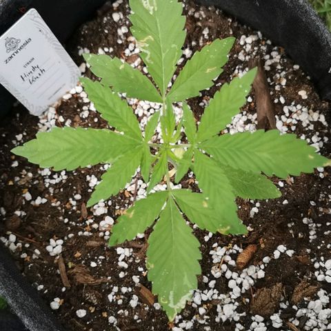 Auto Hindu Kush growlog timeline photo
