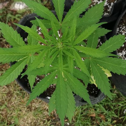 Stress Killer Automatic growlog timeline photo