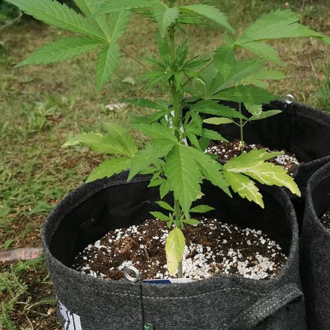 Stress Killer Automatic growlog timeline photo