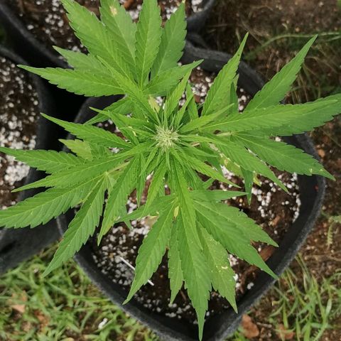 Auto Acid growlog timeline photo