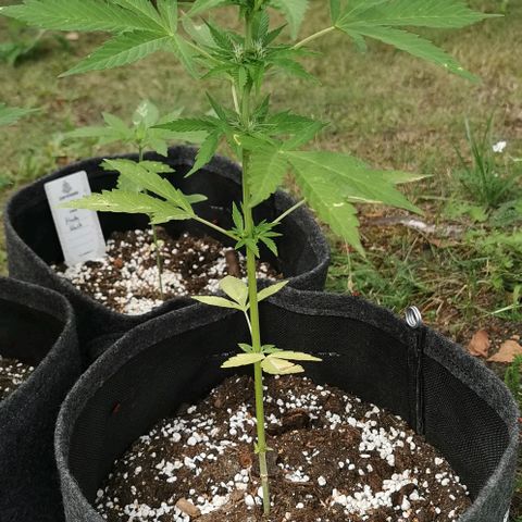 Auto Acid growlog timeline photo