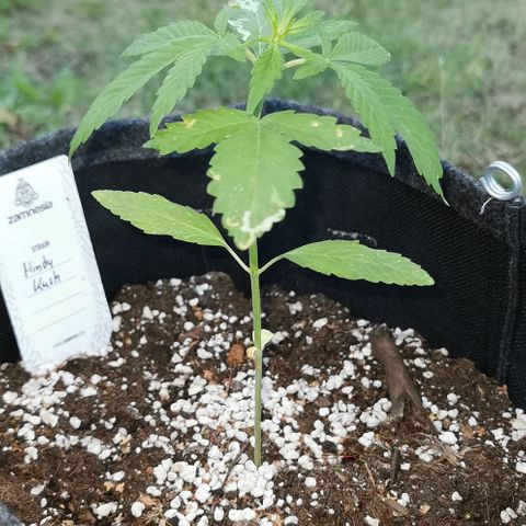 Auto Hindu Kush growlog timeline photo