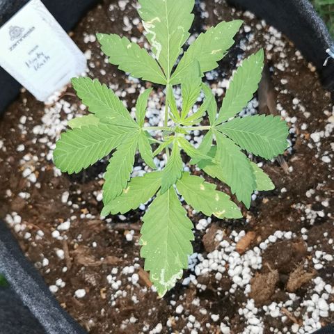 Auto Hindu Kush growlog timeline photo