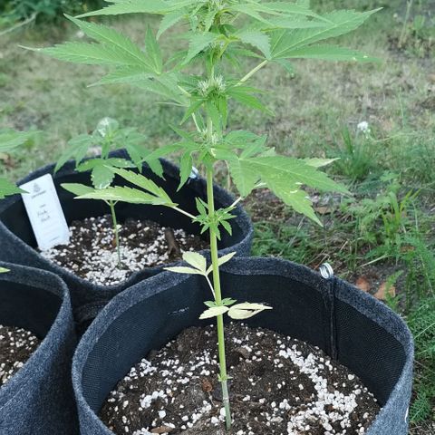 Auto Acid growlog timeline photo