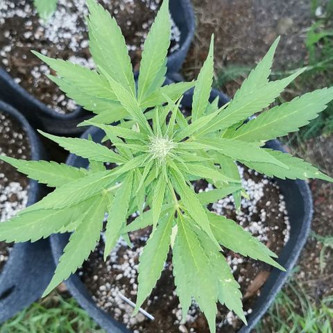 Auto Acid growlog timeline photo