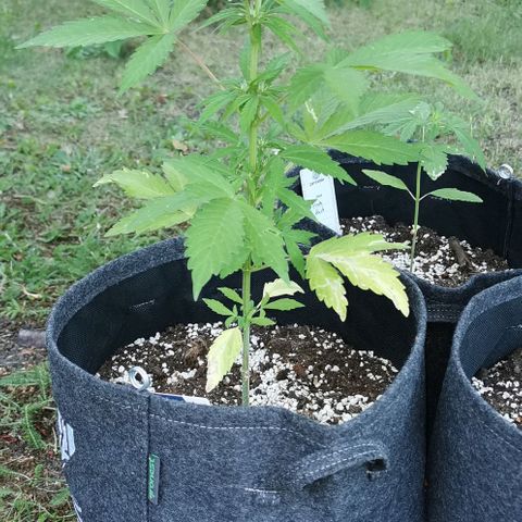 Stress Killer Automatic growlog timeline photo