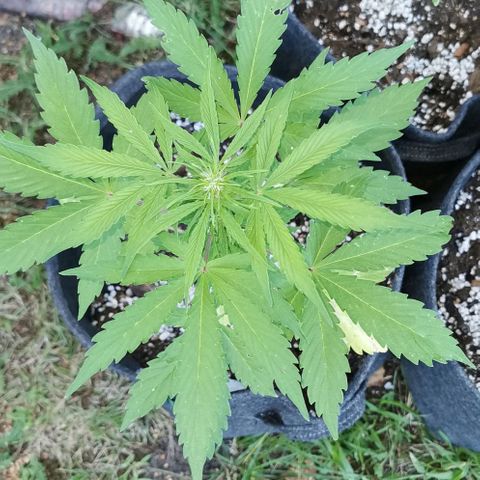 Stress Killer Automatic growlog timeline photo