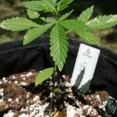 Auto Hindu Kush growlog timeline photo