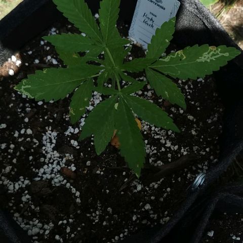 Auto Hindu Kush growlog timeline photo
