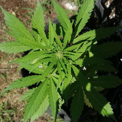 Stress Killer Automatic growlog timeline photo