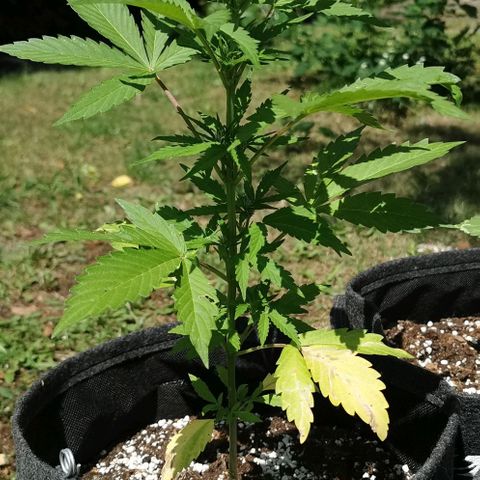 Stress Killer Automatic growlog timeline photo