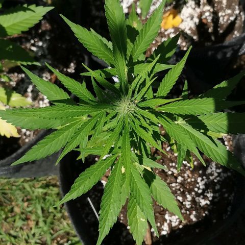 Auto Acid growlog timeline photo