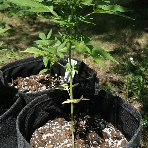 Auto Acid growlog timeline photo