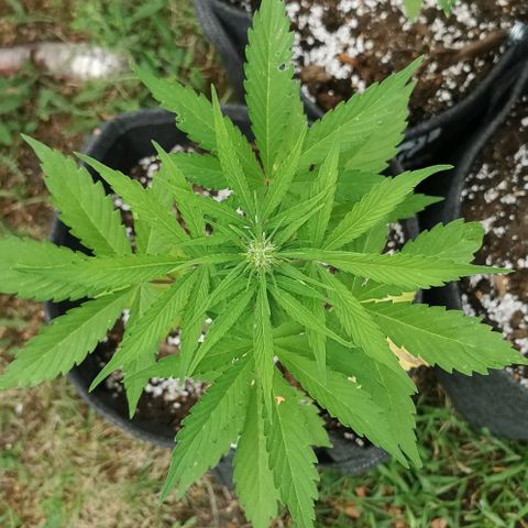 Stress Killer Automatic growlog timeline photo