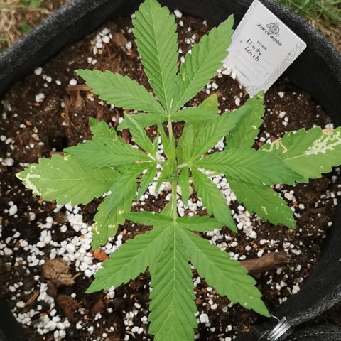 Auto Hindu Kush growlog timeline photo