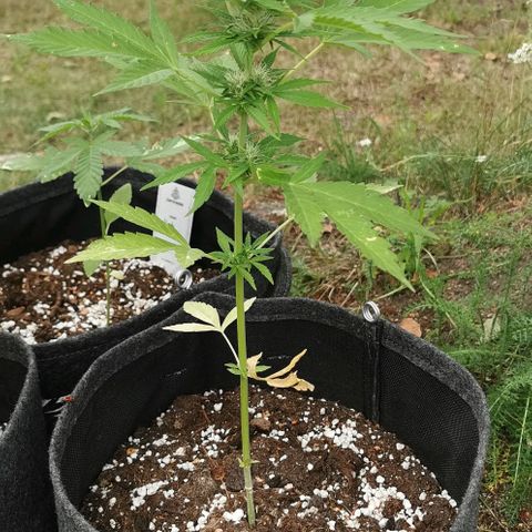 Auto Acid growlog timeline photo