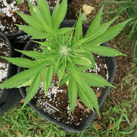 Auto Acid growlog timeline photo