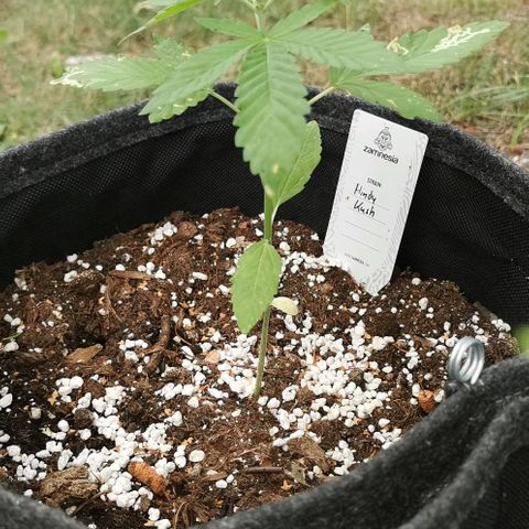 Auto Hindu Kush growlog timeline photo