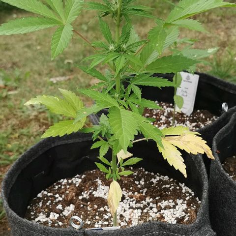 Stress Killer Automatic growlog timeline photo