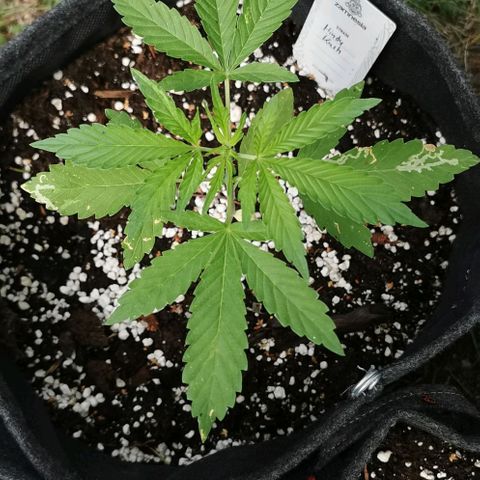Auto Hindu Kush growlog timeline photo