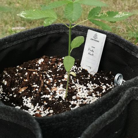 Auto Hindu Kush growlog timeline photo