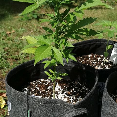 Stress Killer Automatic growlog timeline photo