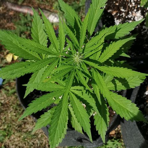 Stress Killer Automatic growlog timeline photo