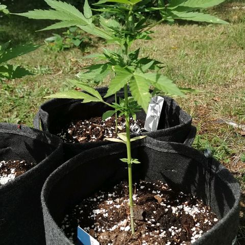 Auto Acid growlog timeline photo