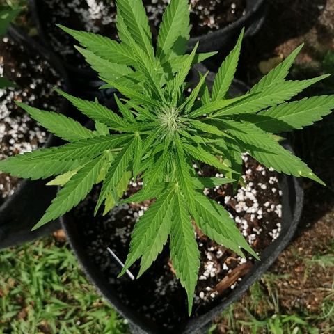 Auto Acid growlog timeline photo