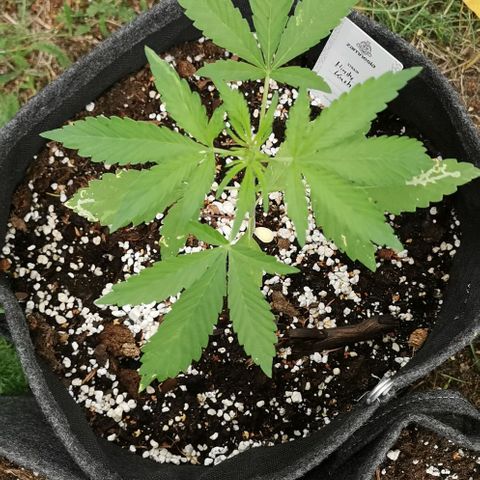 Auto Hindu Kush growlog timeline photo