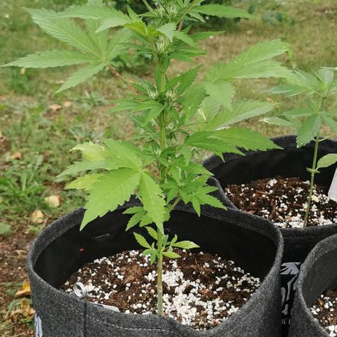 Stress Killer Automatic growlog timeline photo