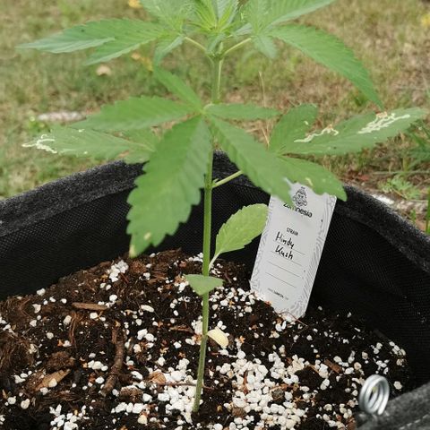 Auto Hindu Kush growlog timeline photo