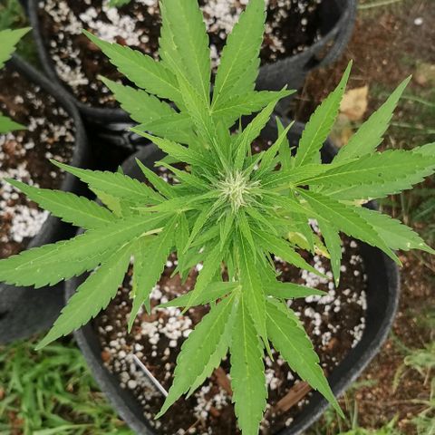 Auto Acid growlog timeline photo