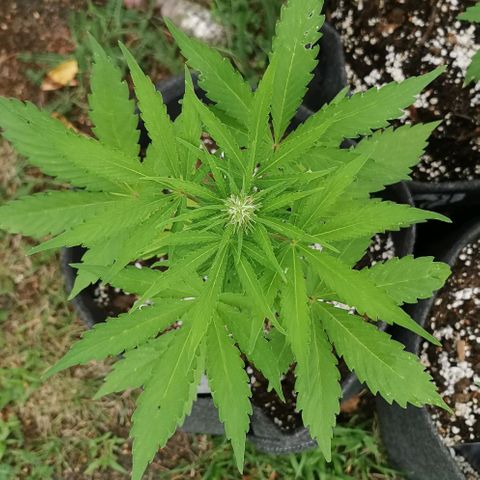 Stress Killer Automatic growlog timeline photo
